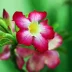 The Desert Rose: The secret to good cultivation