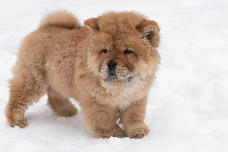 Chow Chow - raças mais caras de cachorro