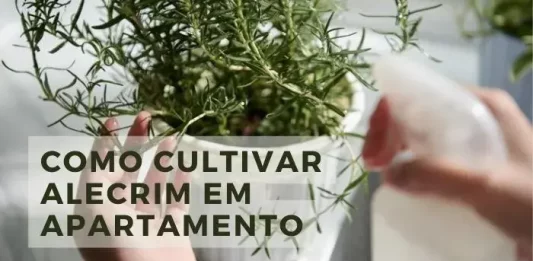 Como cultivar alecrim em apartamento: Veja as melhores dicas