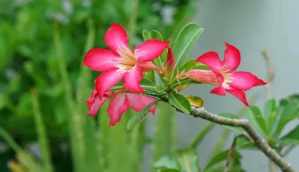 Rosa do Deserto