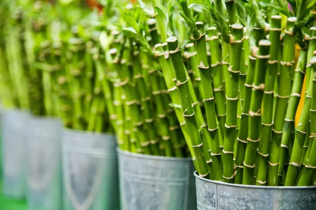 Plantas que atraem boas energias