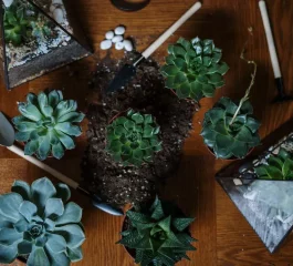 Terrarium: everything you need to know