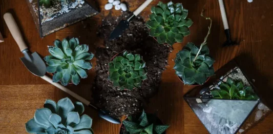 Terrarium : tout ce que vous devez savoir