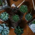 Terrarium: everything you need to know