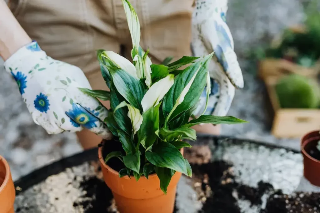 Plantas que atraem boas energias - Fonte Pexels