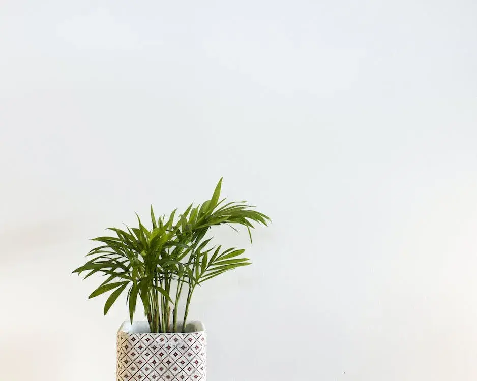 Plantas que atraem boas energias - Fonte Pexels