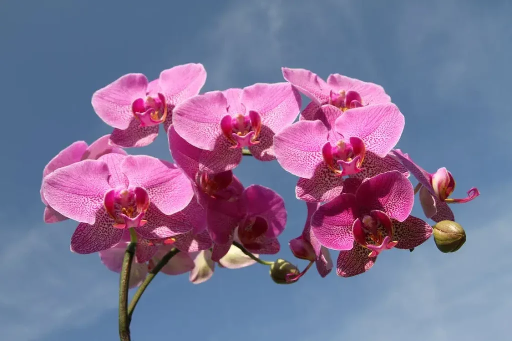 Plantas que atraem boas energias - Fonte Pexels