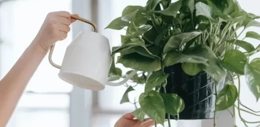 7 plantes qui apportent une bonne énergie à votre maison