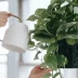 7 plantes qui apportent une bonne énergie à votre maison