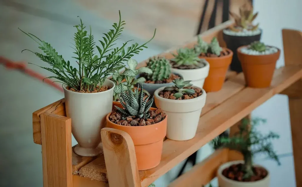 Plantas que atraem boas energias - Fonte Pexels