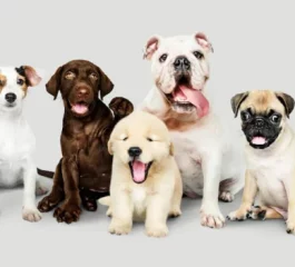 Las razas de perros más caras: ¿cuáles son?