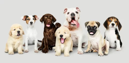The most expensive dog breeds: what are they?