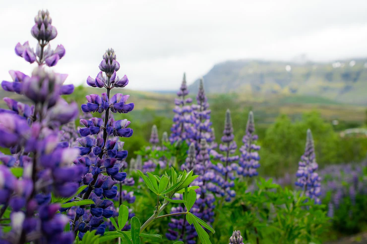 Espécies de Lavanda