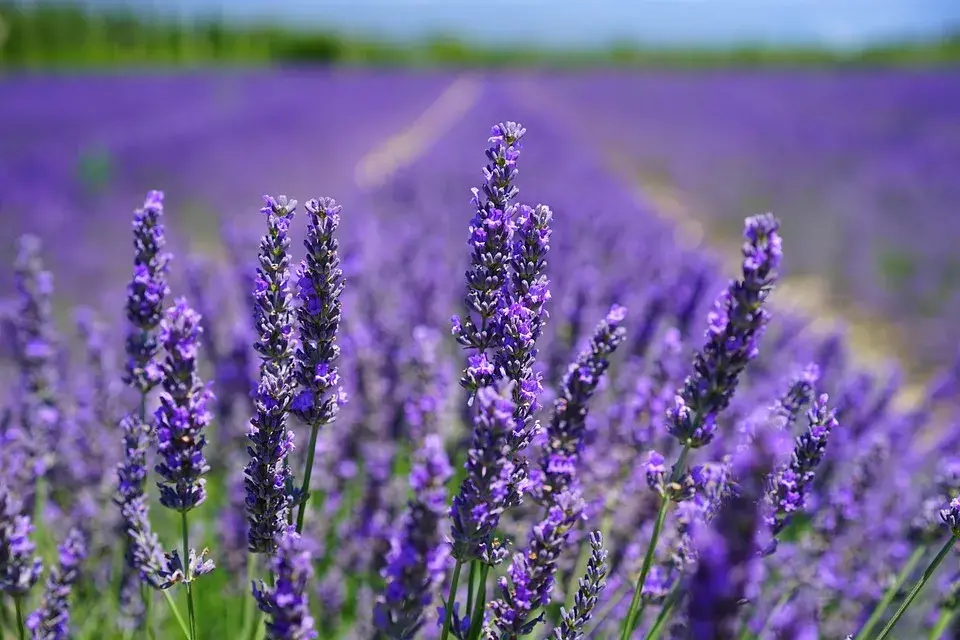 Espécies de Lavanda - Lavandula Angustifólia