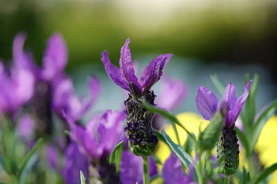 Espécies de Lavanda - Lavandula Stoechas