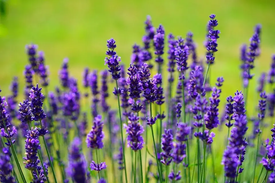 Espécies de Lavanda