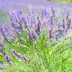 Lavender species: benefits and how to cultivate