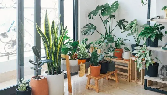 Plantas para sala de estar - Reprodução Pexels