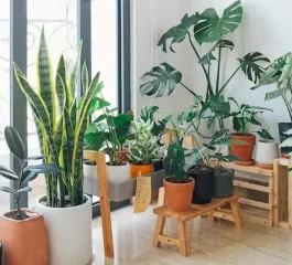 Plantas que purificam o ar: qual escolher para o seu lar