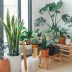 Plants that purify the air: which one to choose for your home