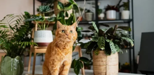 Potted plants for the living room: 7 steps on how to assemble