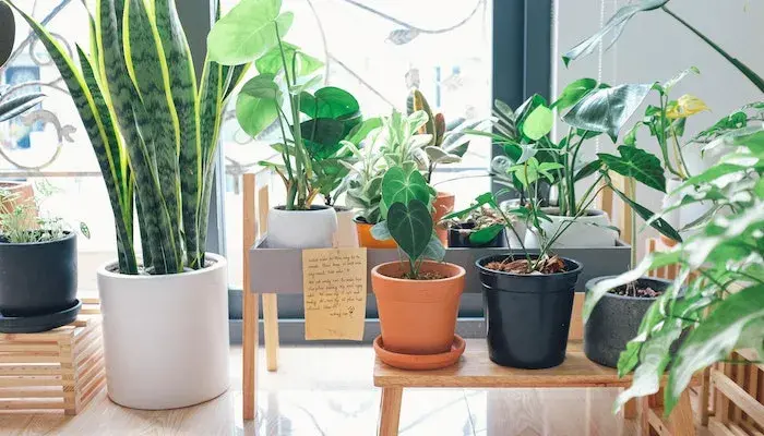 Plantas para sala de estar - Reprodução Pexels