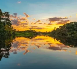 Plantes d'Amazonie : Découvrez la Biodiversité de la Région