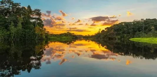 Plantes d'Amazonie : Découvrez la Biodiversité de la Région