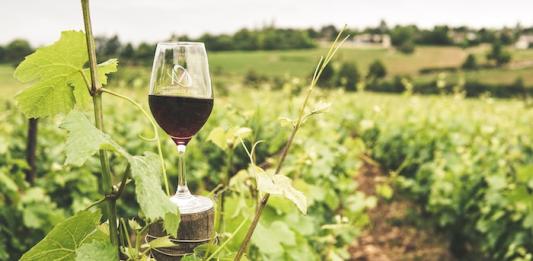 Wine tourism in Brazil: Discover the main regions