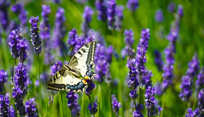 How to care for lavender - Reproduction Pexels