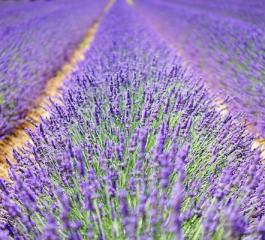 How to Care for Lavender Successfully: The Complete Guide