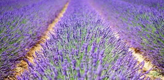 How to Care for Lavender Successfully: The Complete Guide