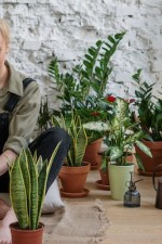 7 Plantas que Reenergizam e Purificam o Ambiente 